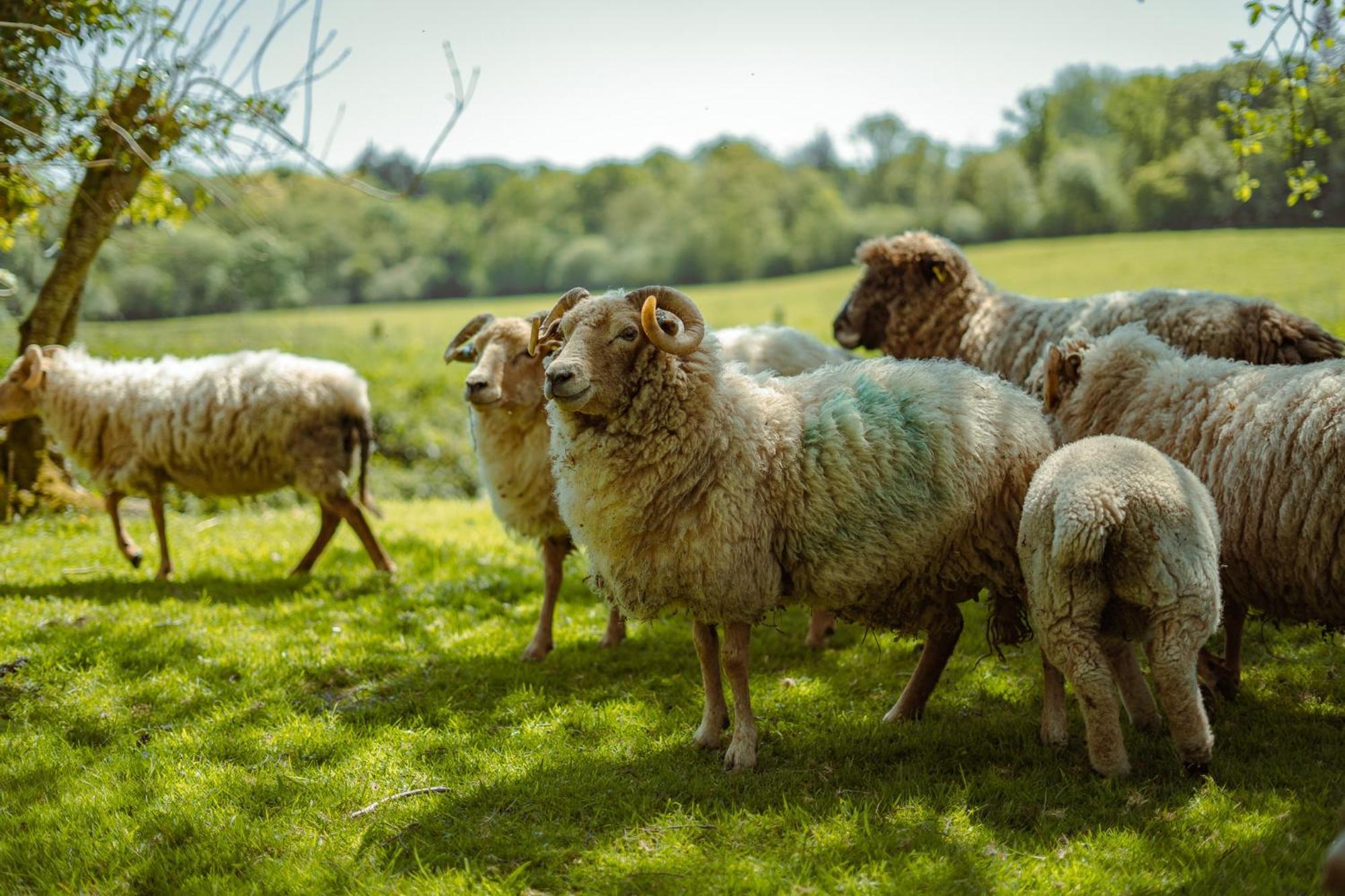 Somerset Shepherds Huts Otel Winsham Dış mekan fotoğraf