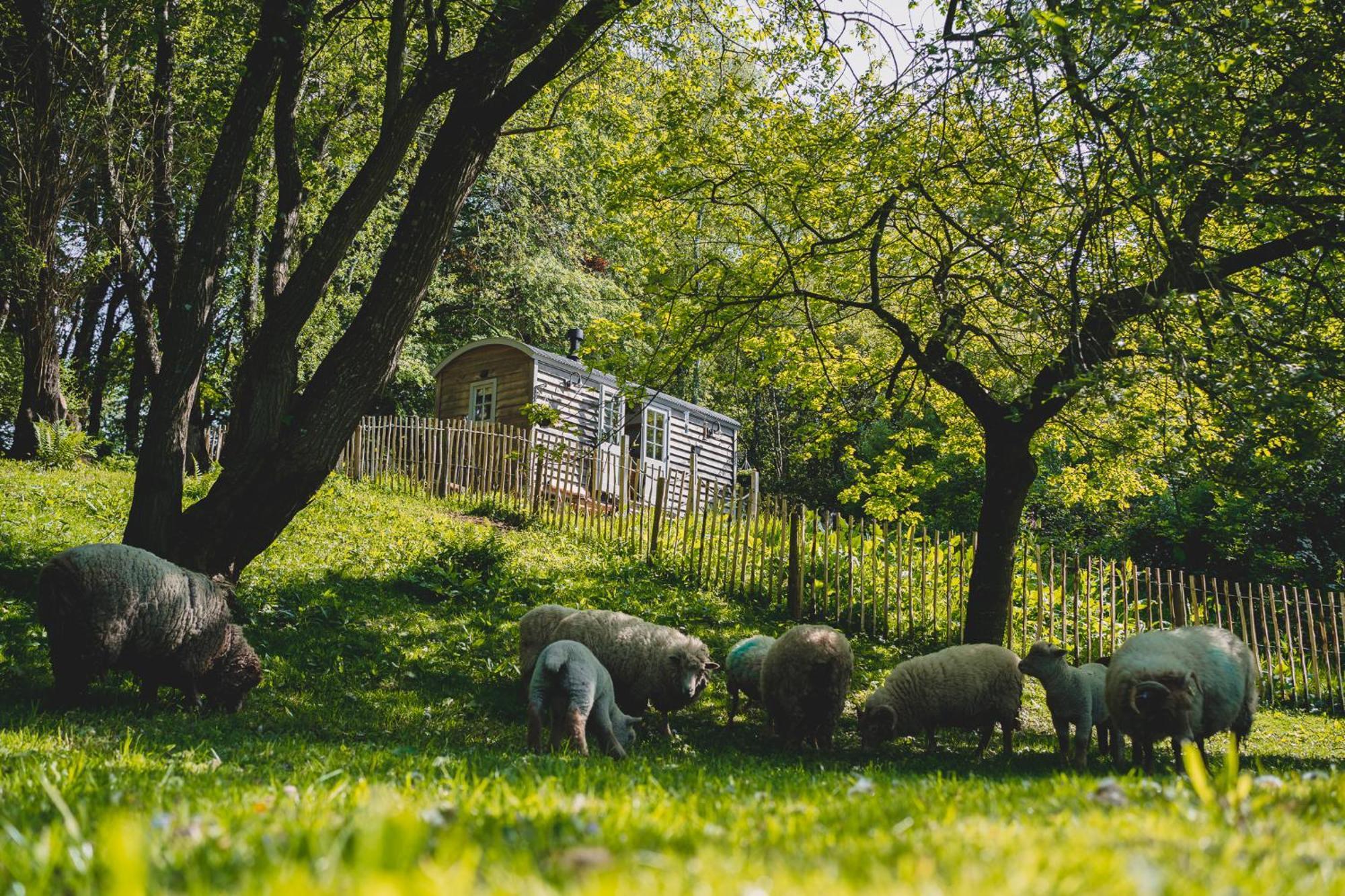 Somerset Shepherds Huts Otel Winsham Dış mekan fotoğraf